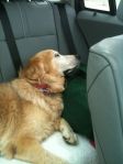 dog, traveling, golden retriever