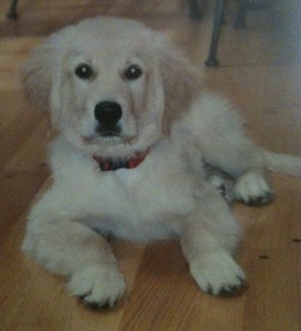 empty nest, family, puppy