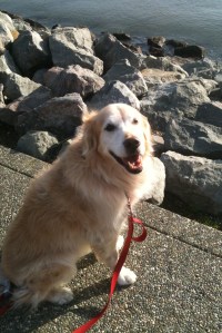 dog, walking, San Francisco Bay, soul