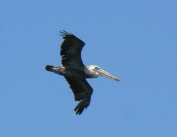 pelican, walkling, soul, Golden Gate Bridge