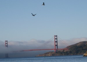 Golden Gate Bridge, pelicans, walking