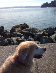 dog, golden retriever, walking along San Francisco Bay