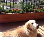 dog, writer, frustration, ego, authors