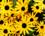 black-eyed susan, practical joke, state flower, Maryland