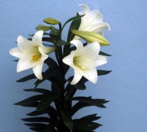 Easter lily, state flower, practical joke