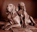 Weimaraner, Cypress Inn, dog hotel