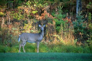 A deer in NO headlights.