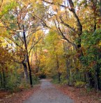 Fall, woods, October, Halloween