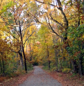 Fall, woods, October, Halloween