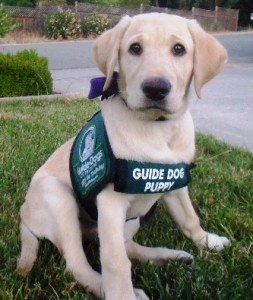 Guide Dog for the Blind, genes