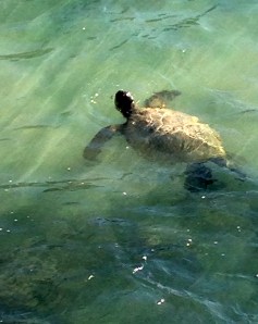 turtle, Kauai