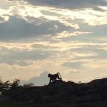 baboon