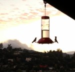 hummers in Tiburon by Pamela s. Wight