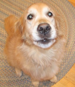 golden retrievers, dogs, barking