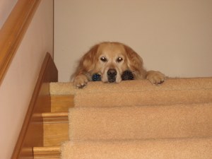 dogs, golden retriever, play