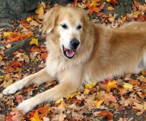 dog, golden retriever, autumn