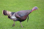 http://marysbeagooddogblog.blogspot.com/2011/11/wild-turkeys-can-make-you-love-them.html