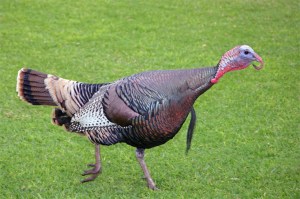 http://marysbeagooddogblog.blogspot.com/2011/11/wild-turkeys-can-make-you-love-them.html