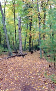 woods, trail, walk in the woods