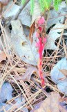 Indian Pipe, New England plant