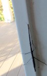 stick insect, Phasmatodea