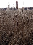 cattails, winter, Great Meadow
