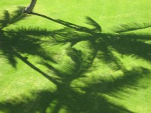 shadows, palm trees, Hawaii