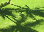 shadows, palm trees, Hawaii