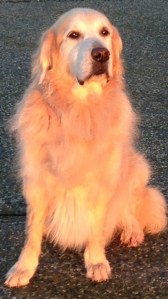 golden retriever, dog lover, lover of dogs