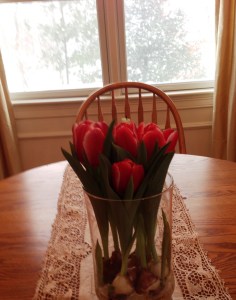 forcing tulips, spring, blizzard