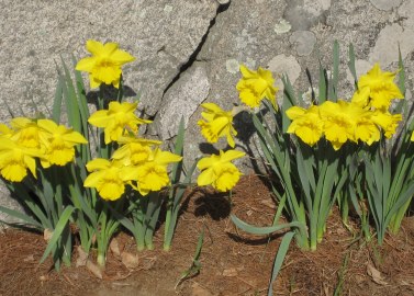 daffodils, spring, New England spring