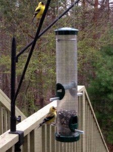 goldfinch, birdbeeder, Spring