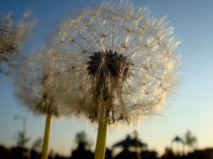 dandelion, nursery, planting