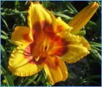 daylily, nursery, plants
