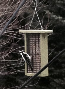 hairy woodpecker, woodpecker, suet