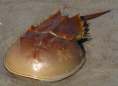 horseshoe crab, pot holes