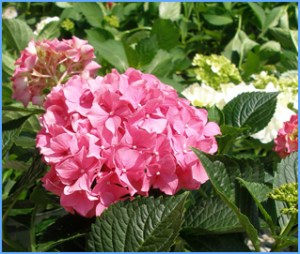 hydrangea, gardening, nursery
