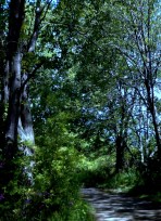 woods, forest, path