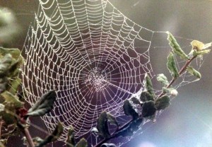 spider, web, writing