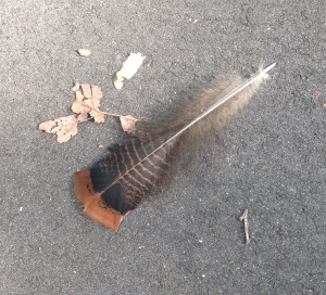 New England weather, bird feather, stormy