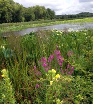 Great Meadows, Concord MA, August