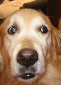 dogs, golden retrievers