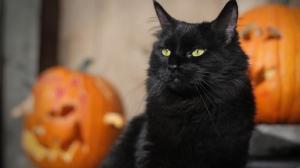 Halloween cat