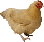 Marty McFly, don't call me chicken