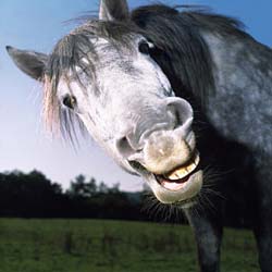 the old gray mare, hair color