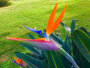 bird of paradise, Hawaiian flower