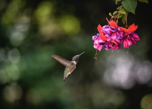 hummingbirds