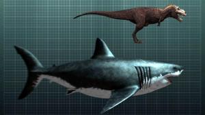 http://www.discovery.com/tv-shows/shark-week/videos/the-nightmarish-megalodon/