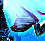 mermaid tale