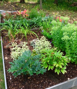 garden, gardeing, watering the garden